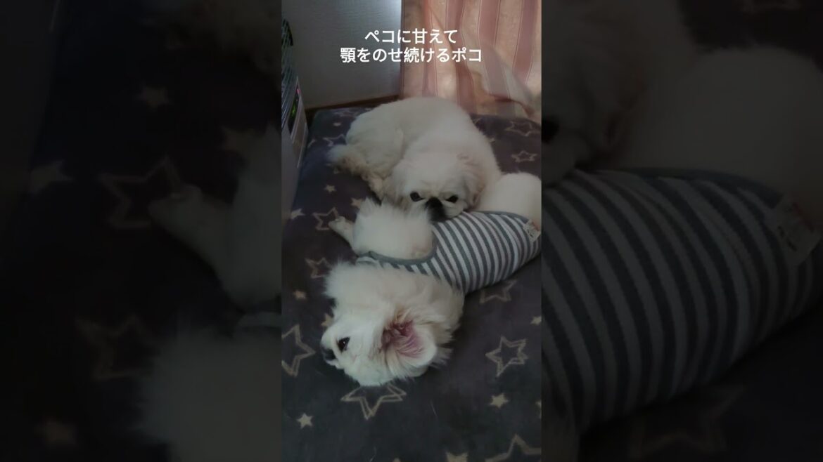 ペキニーズ（犬）朝のストーブ前でまったりするワンコ #shorts #ペキニーズ #犬 #pekingese #dog