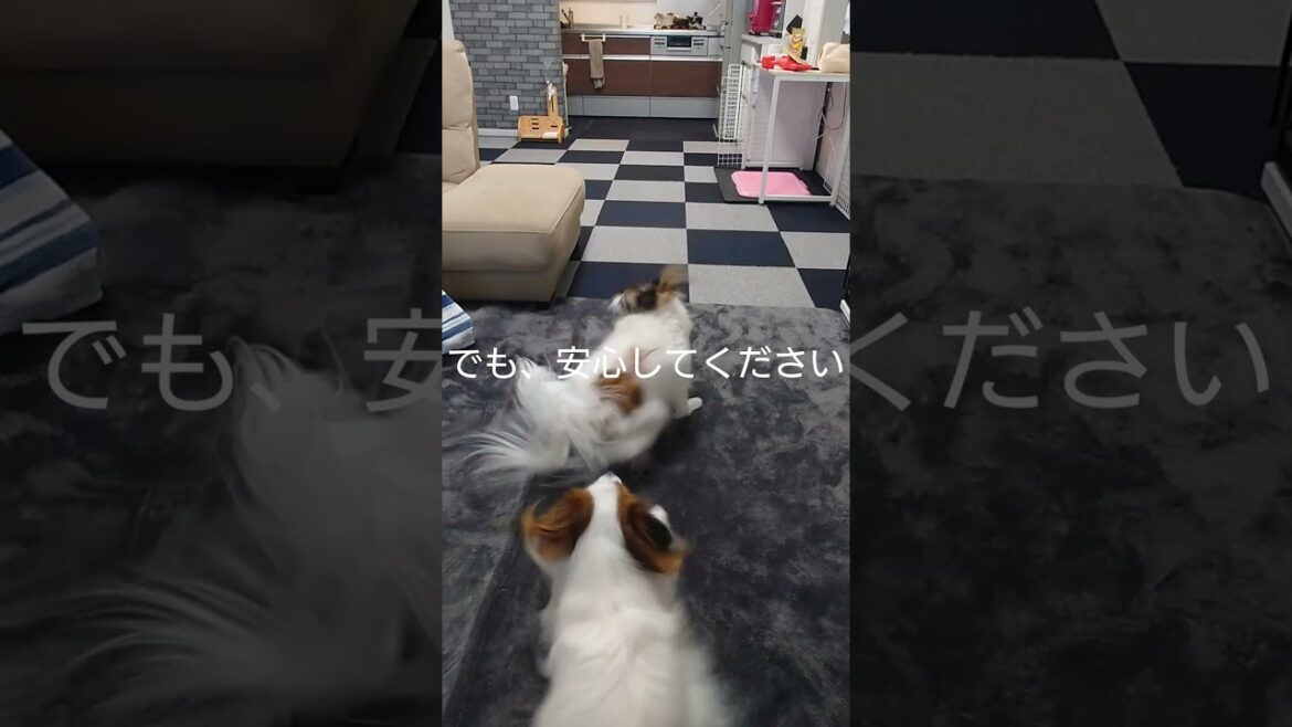 犬同士の遊び方がかわいい💛 #ワンプロ #パピヨン #可愛い