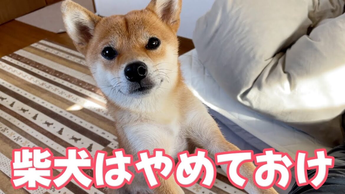 【警告】柴犬はやめておけ