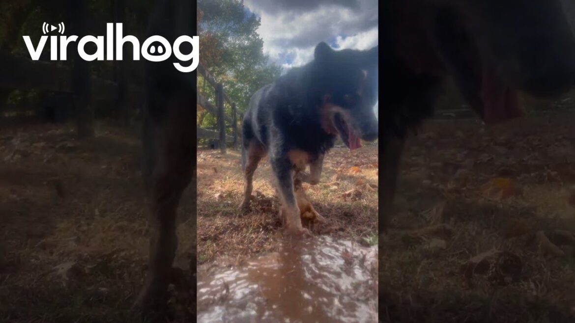 Water-Loving Dog Digs Trench || ViralHog