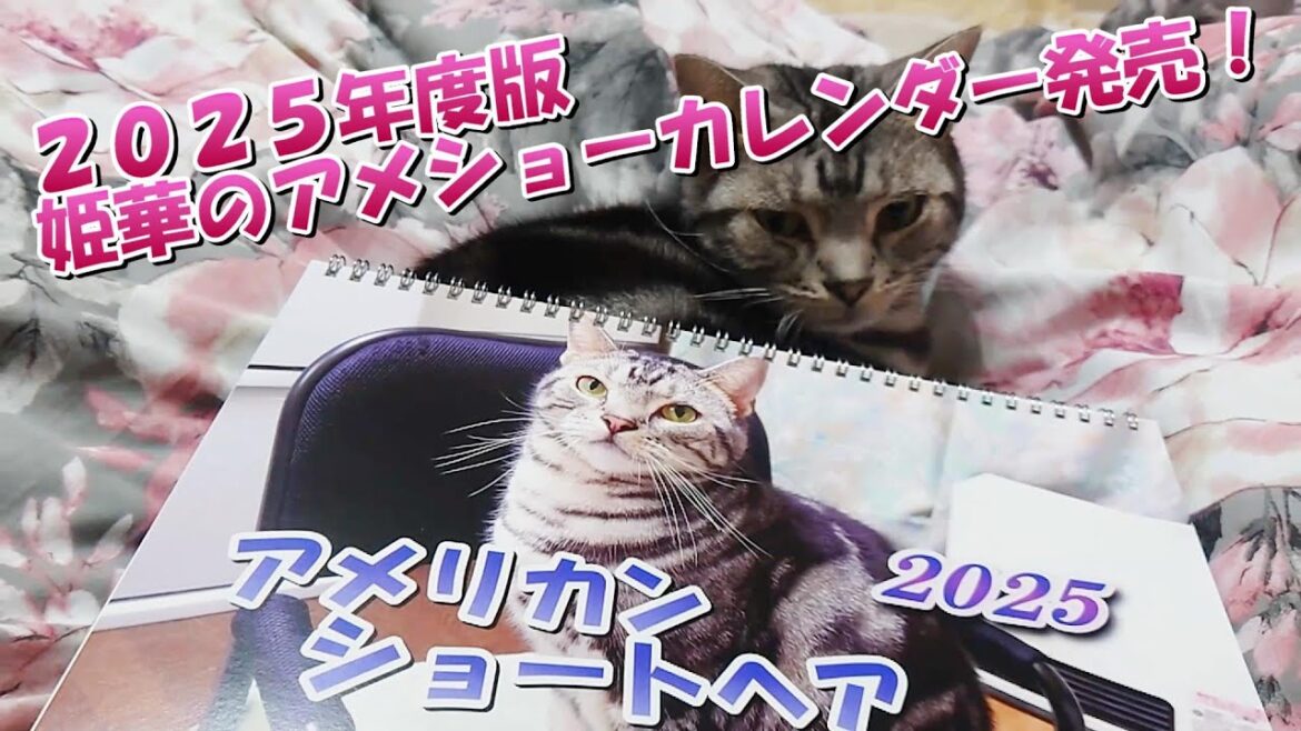 2025年度版 姫華のアメショーカレンダー発売開始!(アメリカンショートヘア) 2025年度版 姫華のアメショーカレンダー発売開始!(アメリカンショートヘア)