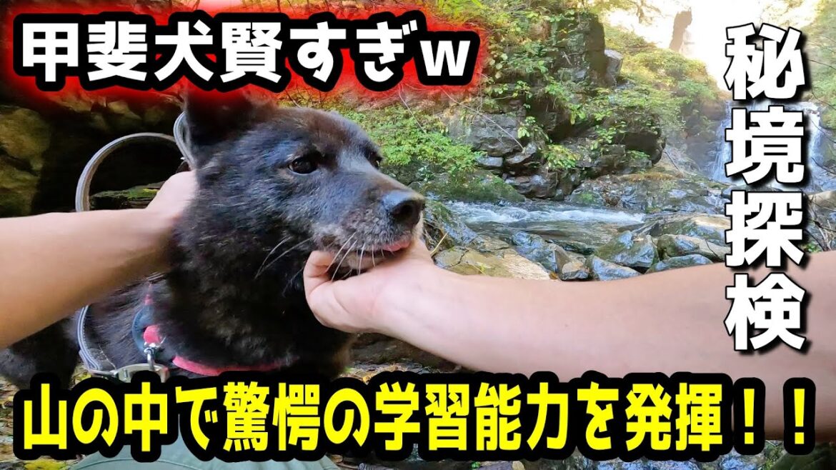 【驚愕】甲斐犬と秘境を山登りしたら学習能力が高すぎてビックリしました【賢い犬】【甲斐犬一休と男旅：南アルプス編　第３話】