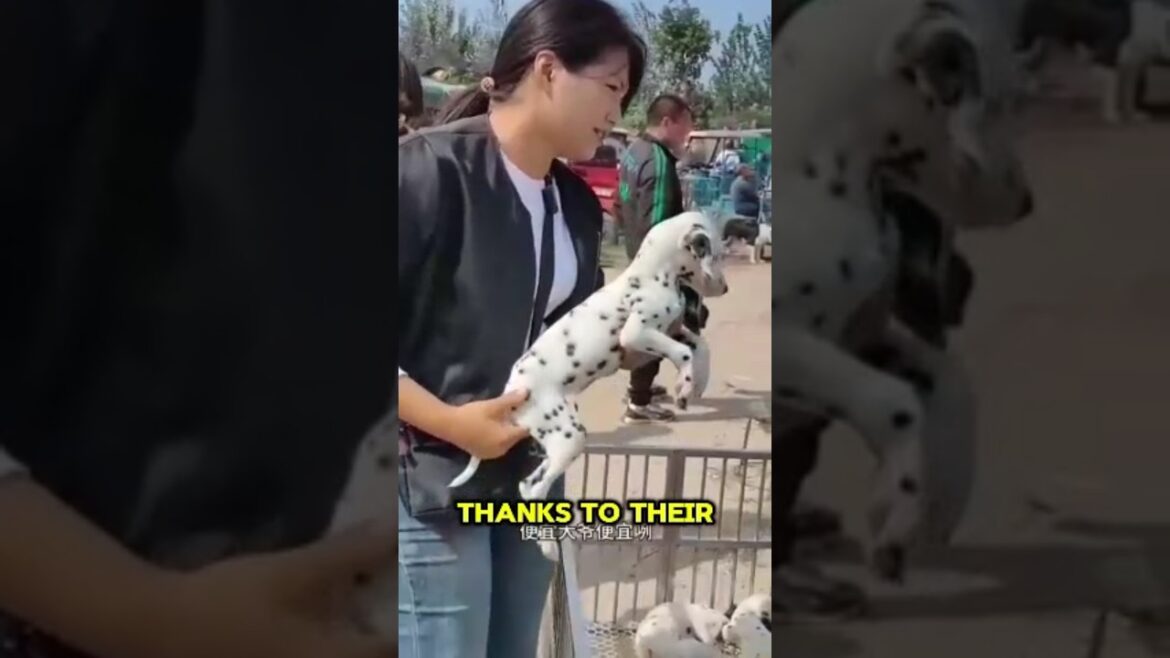 Why Are Dalmatian Puppies Born Without Spots? #dog #doglovers #shortsfeed #shorts