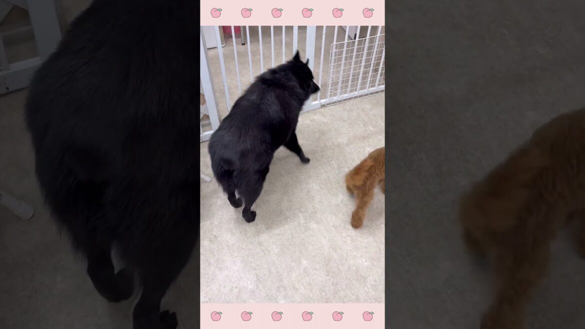 #犬のようちえん #犬のほいくえん #犬お泊りトレーニング  #子犬しつけ  #しつけ教室  #スキッパーキ  #犬のしつけ #shorts  #パピートレーニング #犬のようちえん #犬のほいくえん #犬お泊りトレーニング  #子犬しつけ  #しつけ教室  #スキッパーキ  #犬のしつけ #shorts  #パピートレーニング