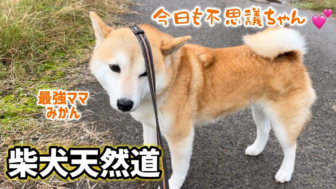 天然不思議ちゃん最強ママの最近まとめ #柴犬 天然不思議ちゃん最強ママの最近まとめ #柴犬