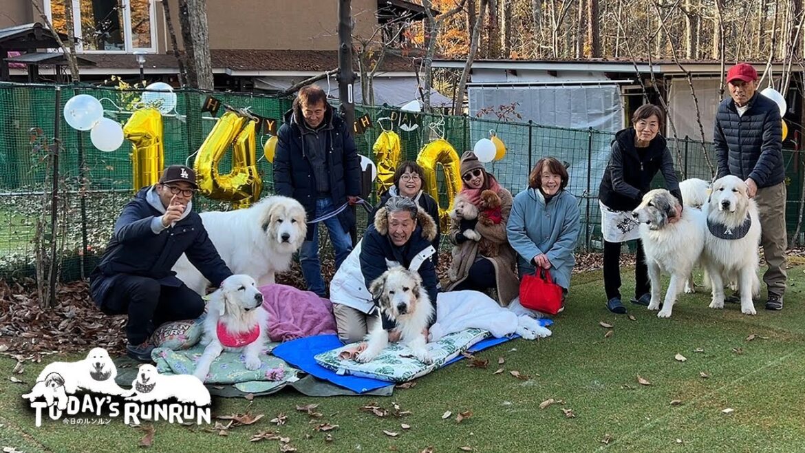 パンチ君14歳！ルカ君10歳！アラン10歳！みんなで一緒にお祝いしました！　Great Pyrenees　グレートピレニーズ