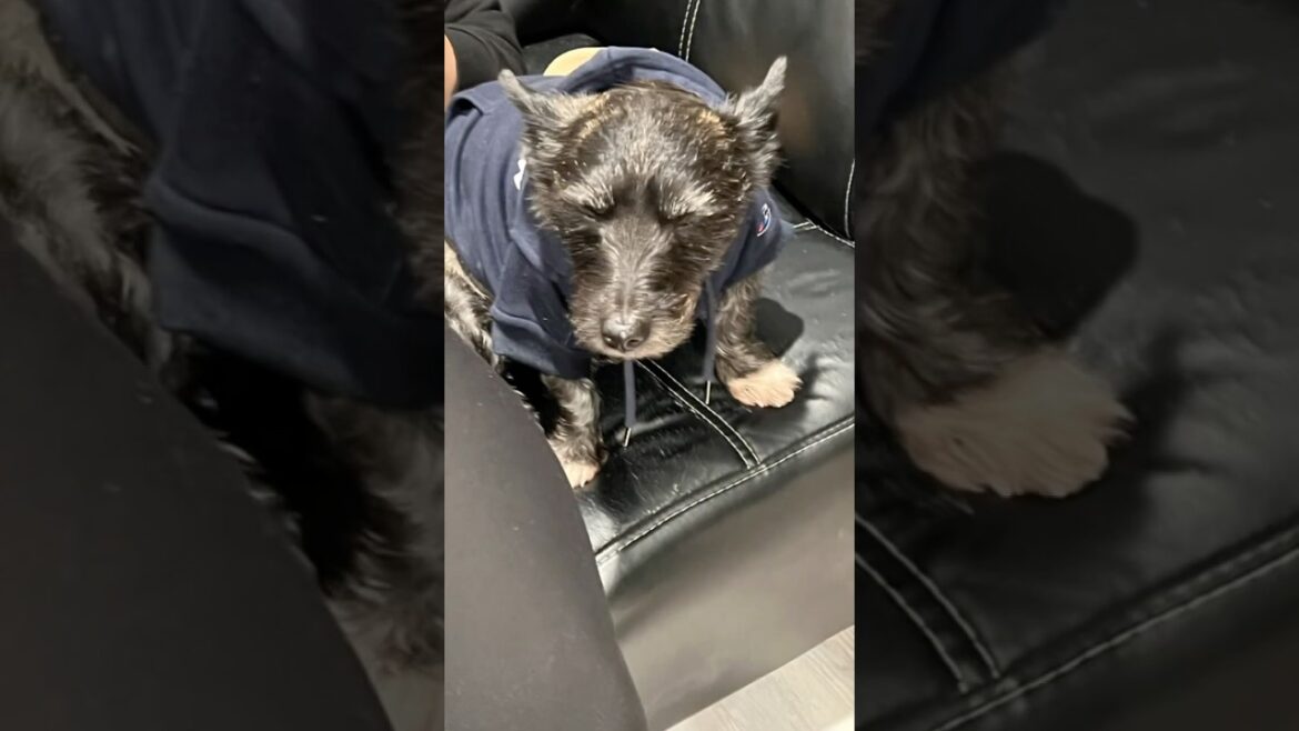 Cute Bigi✨ Cute Bigi✨