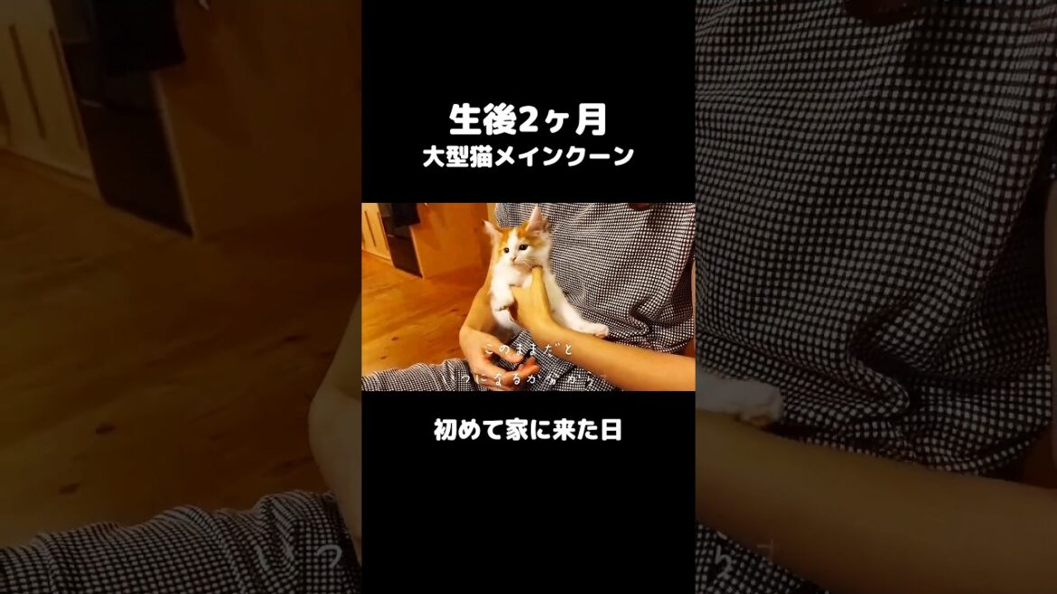 生後２ヶ月の子猫が初めてうちに来た日 #メインクーン #子猫 #子猫の成長日記 #ねこ #長毛種 #大型猫種 #猫のいる暮らし