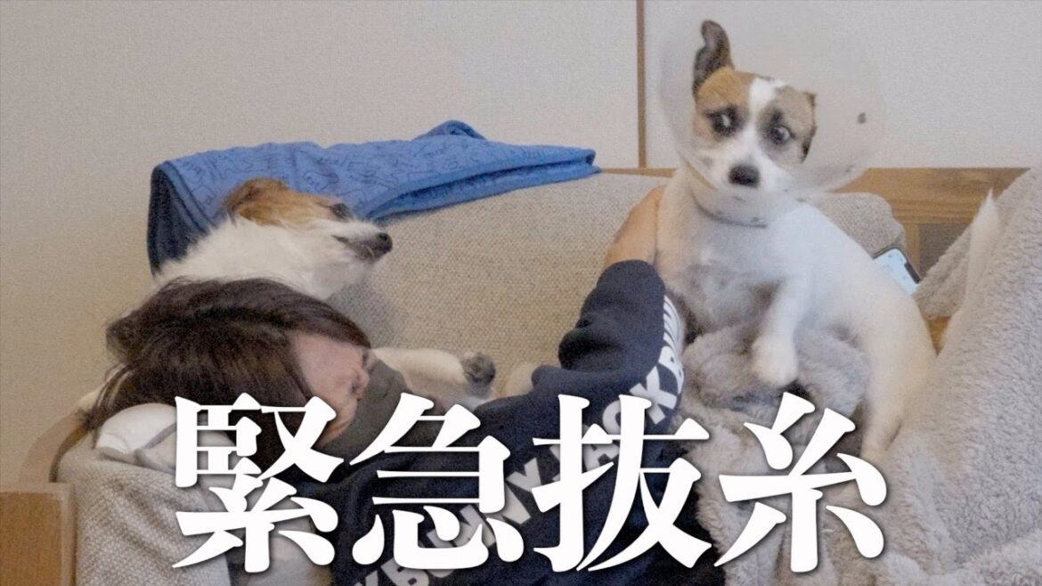 【暴れすぎ】療養期間を1日残して急遽抜糸になった子犬/ジャックラッセルテリア/ジャックラッセルテリア 【暴れすぎ】療養期間を1日残して急遽抜糸になった子犬/ジャックラッセルテリア/ジャックラッセルテリア