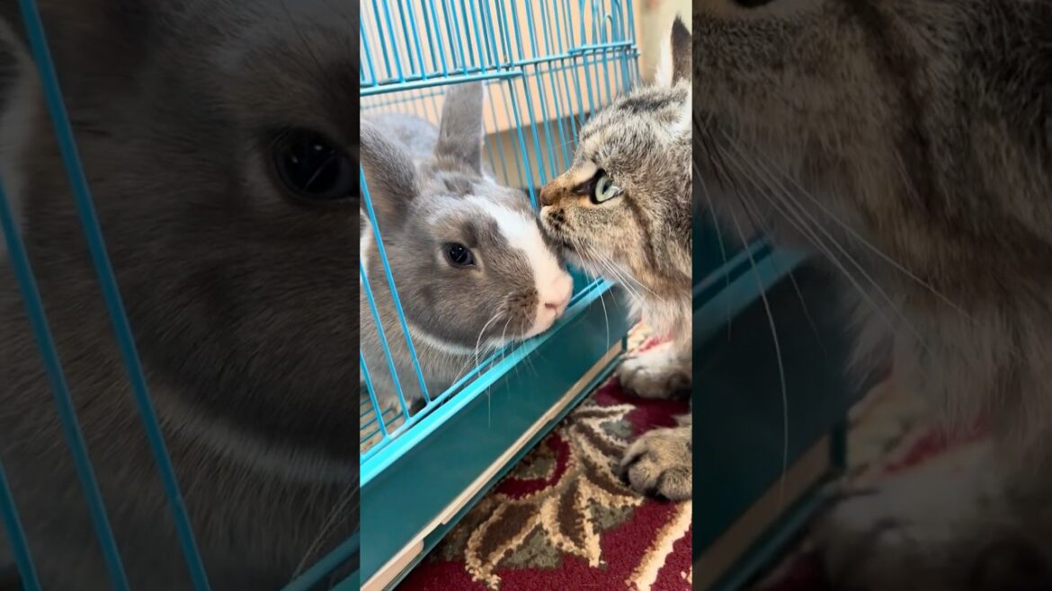 Cat vs Rabbit: Their First Meeting Is TOO Cute!🐱🐰😍