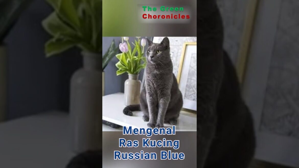 MENGENAL RAS KUCING RUSSIAN BLUE #faktaharian #kucing
