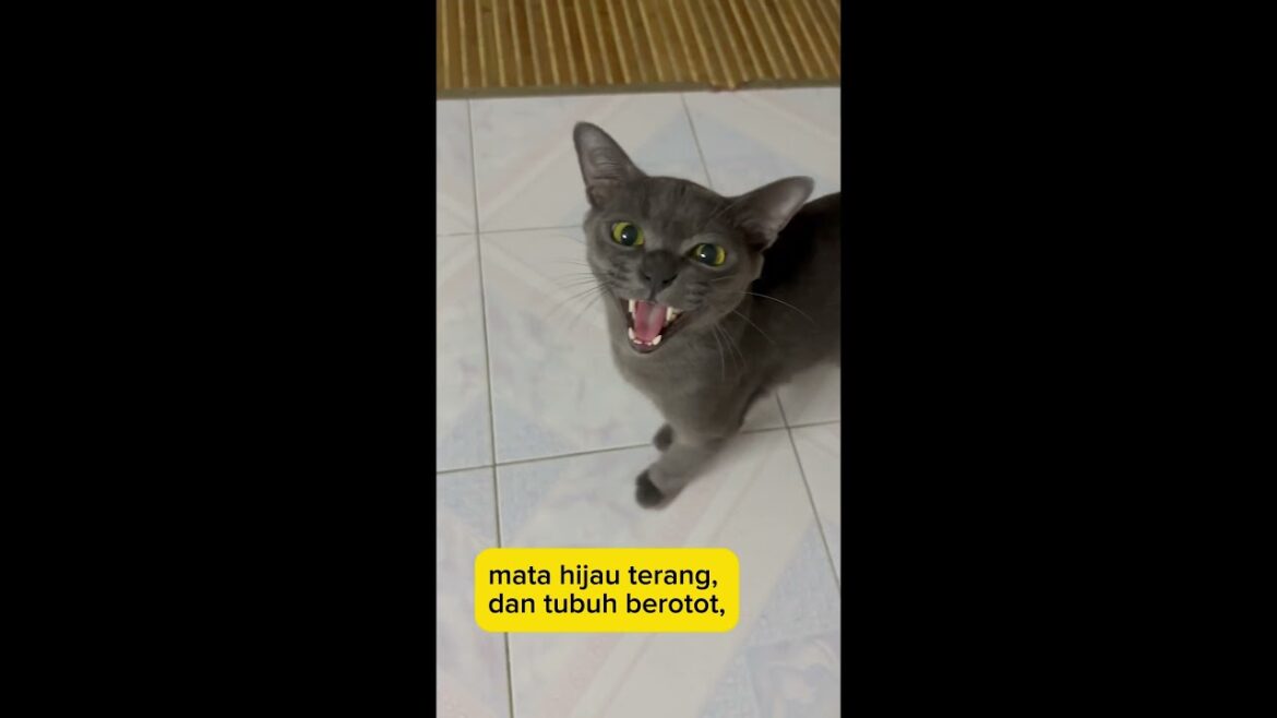 Mengenali Kucing Korat Mengenali Kucing Korat