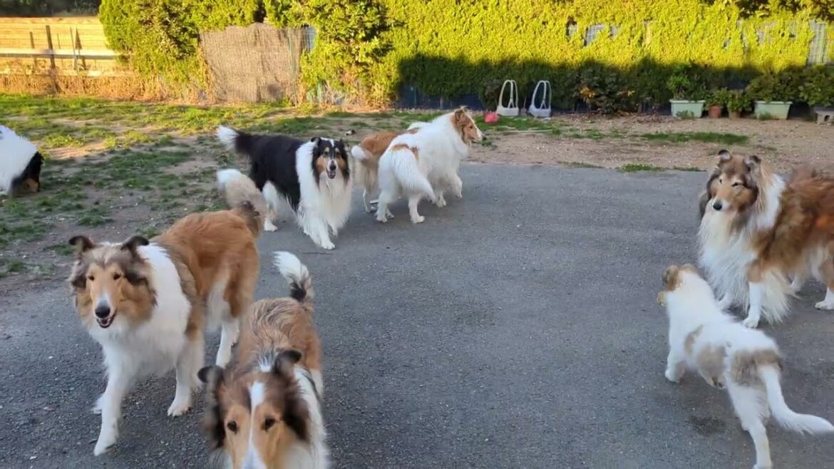 ﾗﾌｺﾘｰ　Motherlake Collies 今朝のコリーズ　11252024