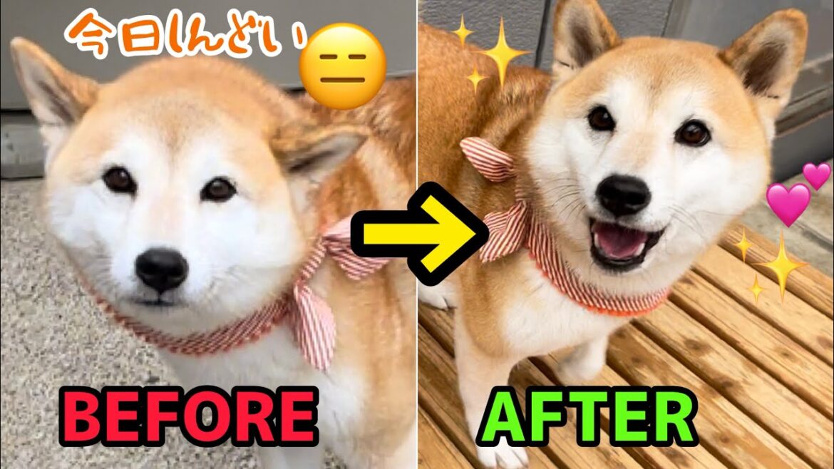 ご飯いらない…仮病疑惑の柴犬を満面の笑みにしたのはこちら！ココグルメ