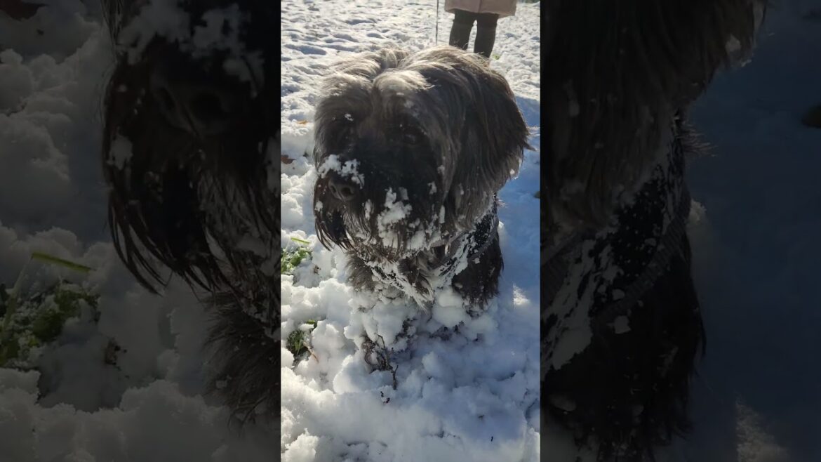 Tibetan Terrier ❄️❄️❄️🐶🐶 #dog #cute #tibetanterrier #snow