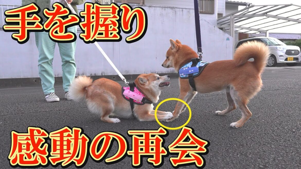 姉柴犬が、手塩にかけて育てた子犬と久しぶりの再会。大喜びする姉柴犬の姿にジーンときました。
