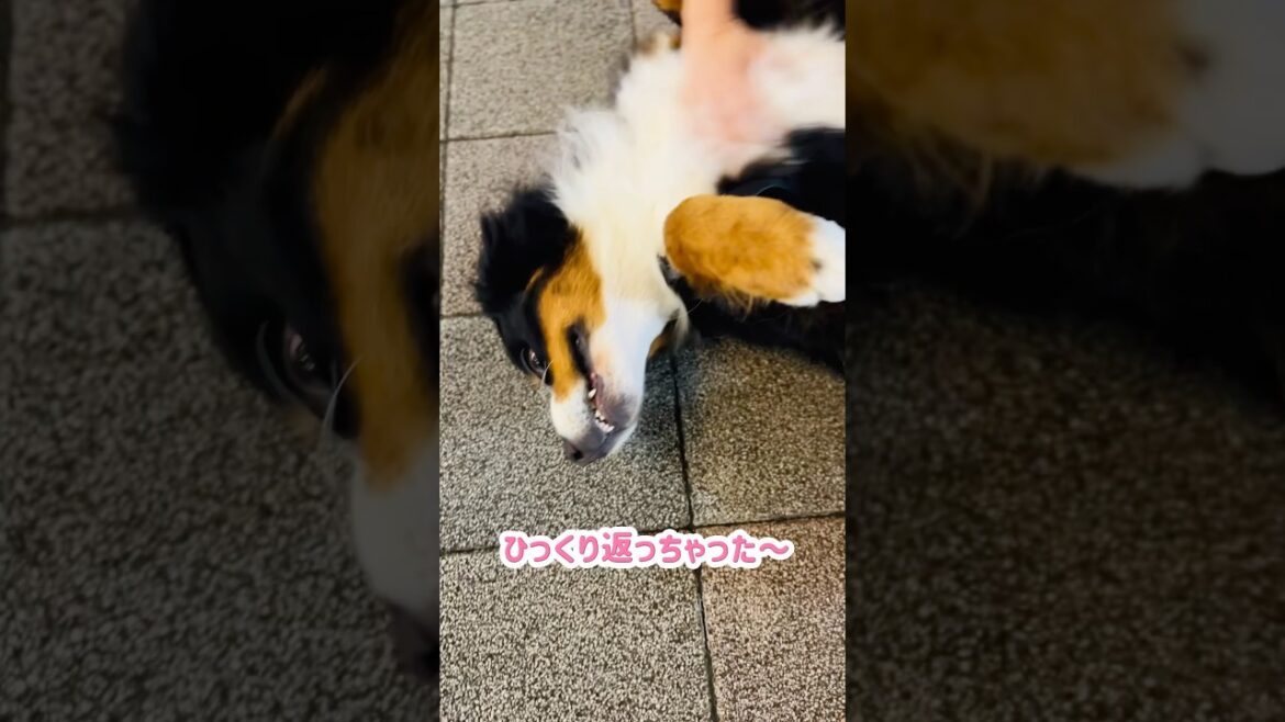 喜び爆発！お散歩中にお姉さんと再会したバーニーズ🐾
