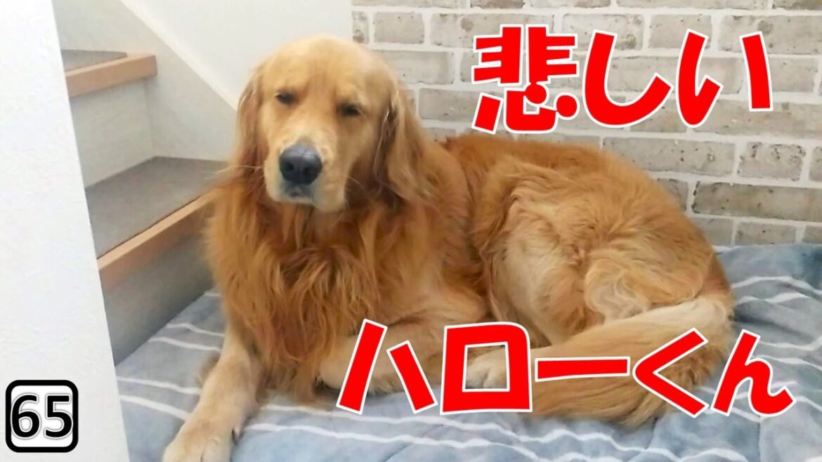 小学生娘が一晩帰って来なかった日、ゴールデンレトリバーは …