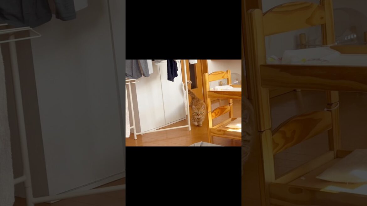 パパ猫さんの名前を呼んだらまさかの... #猫 #マンチカン #shorts