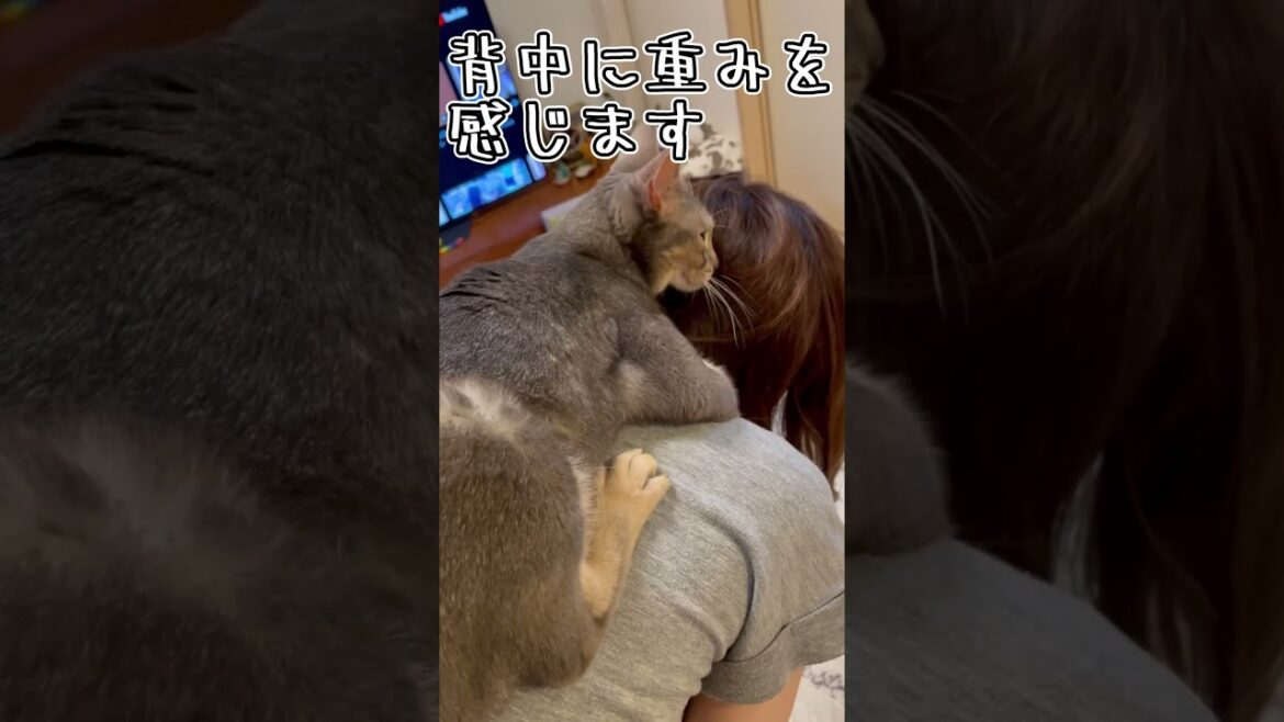 アビシニアンとは その26 #shorts #猫 #アビシニアン
