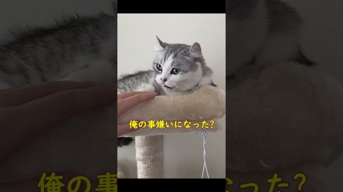 次男の事が大好きだったはずの子猫が大嫌いに変わった瞬間