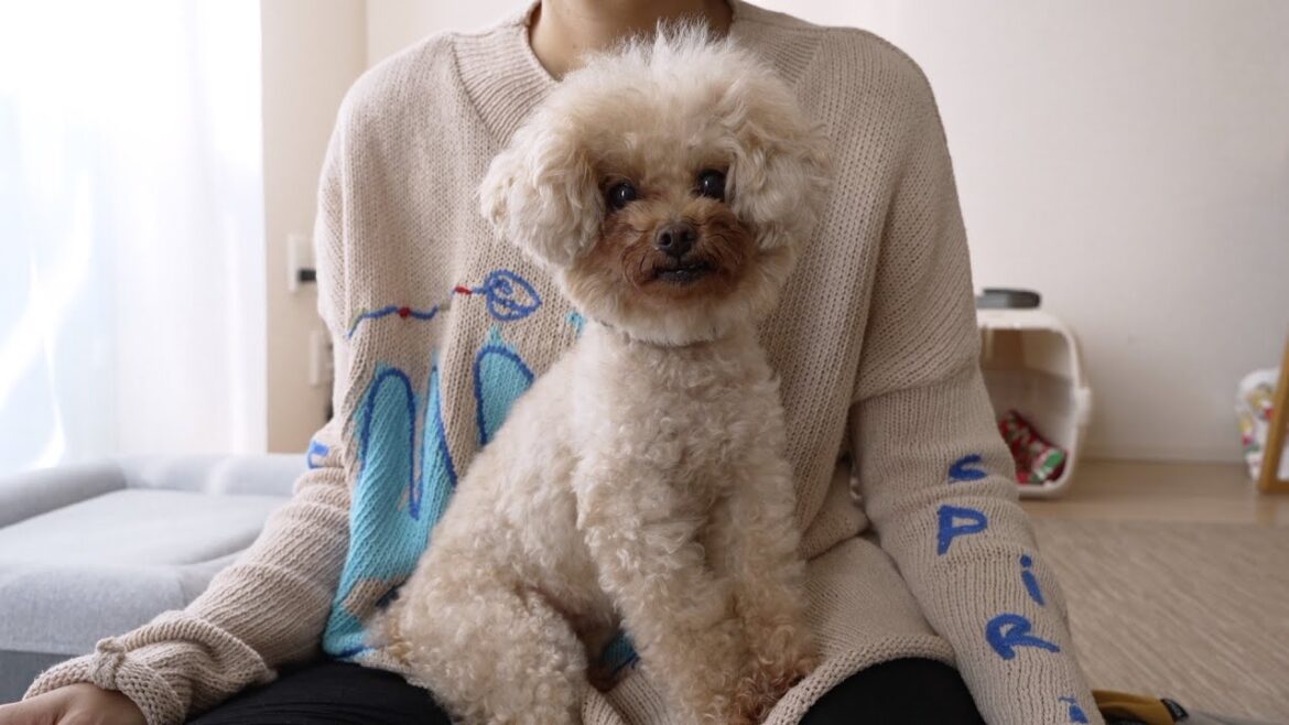 トイプードル♀9歳、現在のリアルな食事をお見せします。 トイプードル♀9歳、現在のリアルな食事をお見せします。