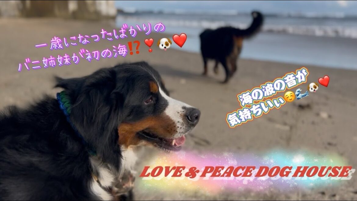 バニ姉妹の初の海❣️