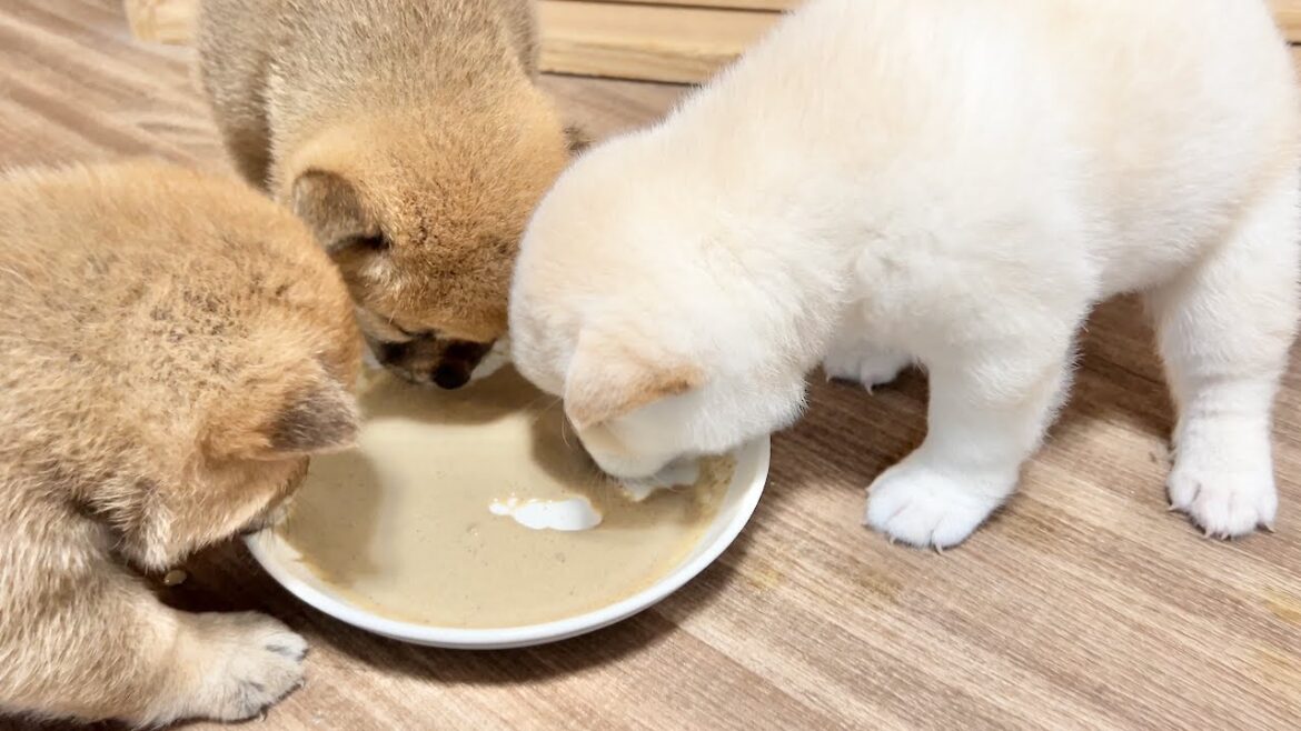 【柴犬 子犬】初めて離乳食に挑戦する生後31日目の子犬たち