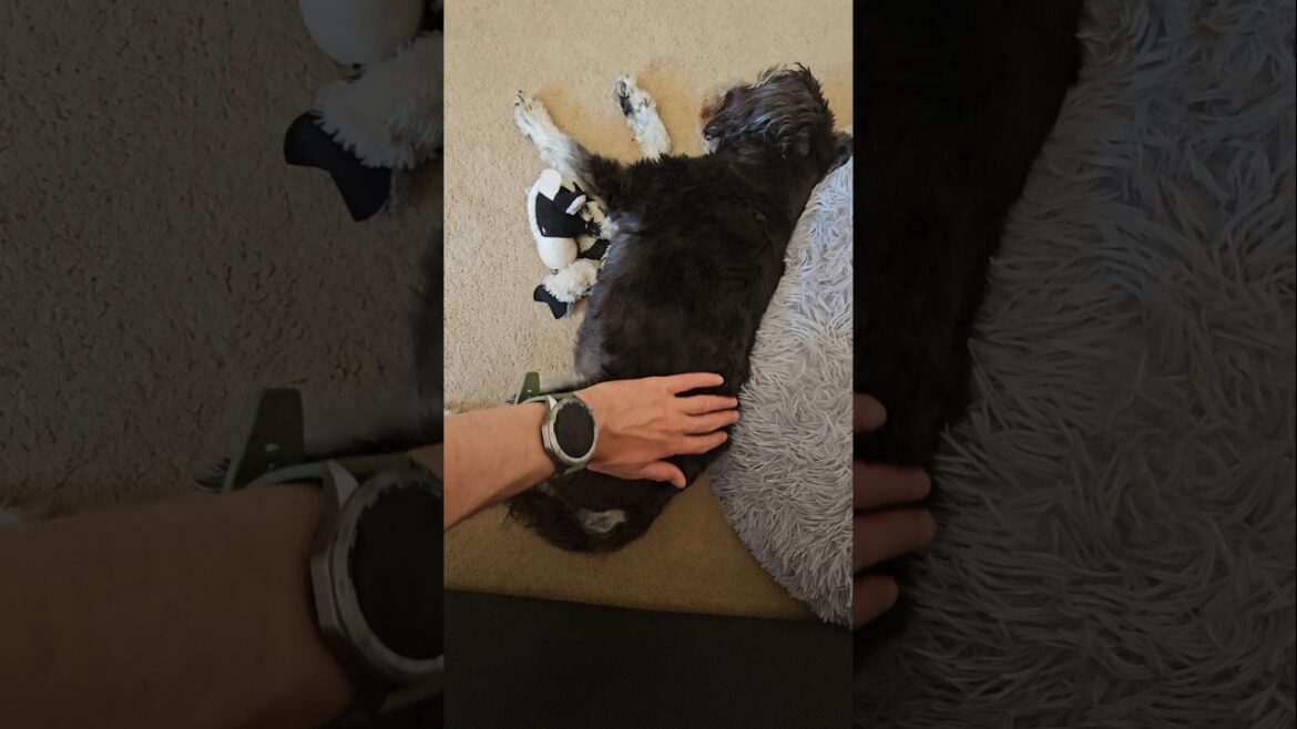 Miniature Schnauzer Relaxing With Back Rub