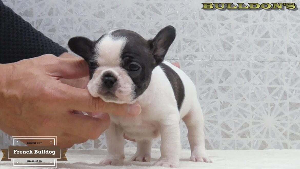 ☆フレンチブルドッグ☆子犬☆ーブサカワ専門犬舎ーBULLDON'S