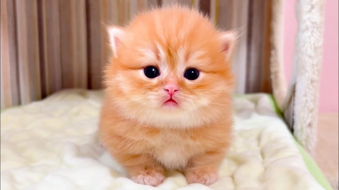 【マンチカンの子猫】ゆっくり遊びゆっくり側に来る子猫が可愛い件 ～猫のいる生活Vol.1051～出産動画 マンチカン短足・ミヌエット・ペルシャ猫専門ブリーダー『ペット蔵人』【子猫の成長記録】