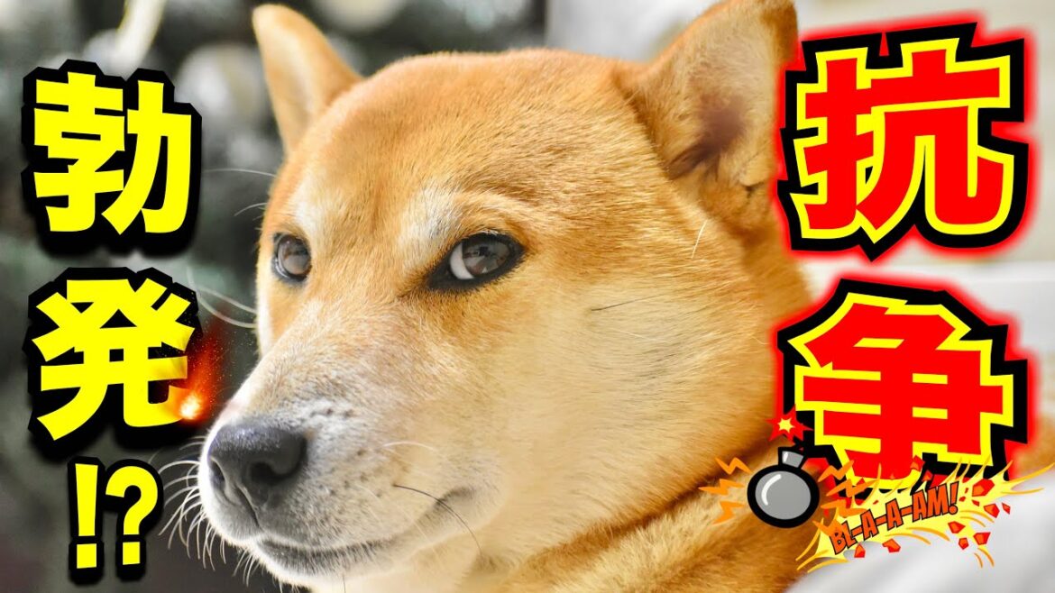 暴走族と柴犬こむぎの戦いのゆくえ【あるじのステップ】