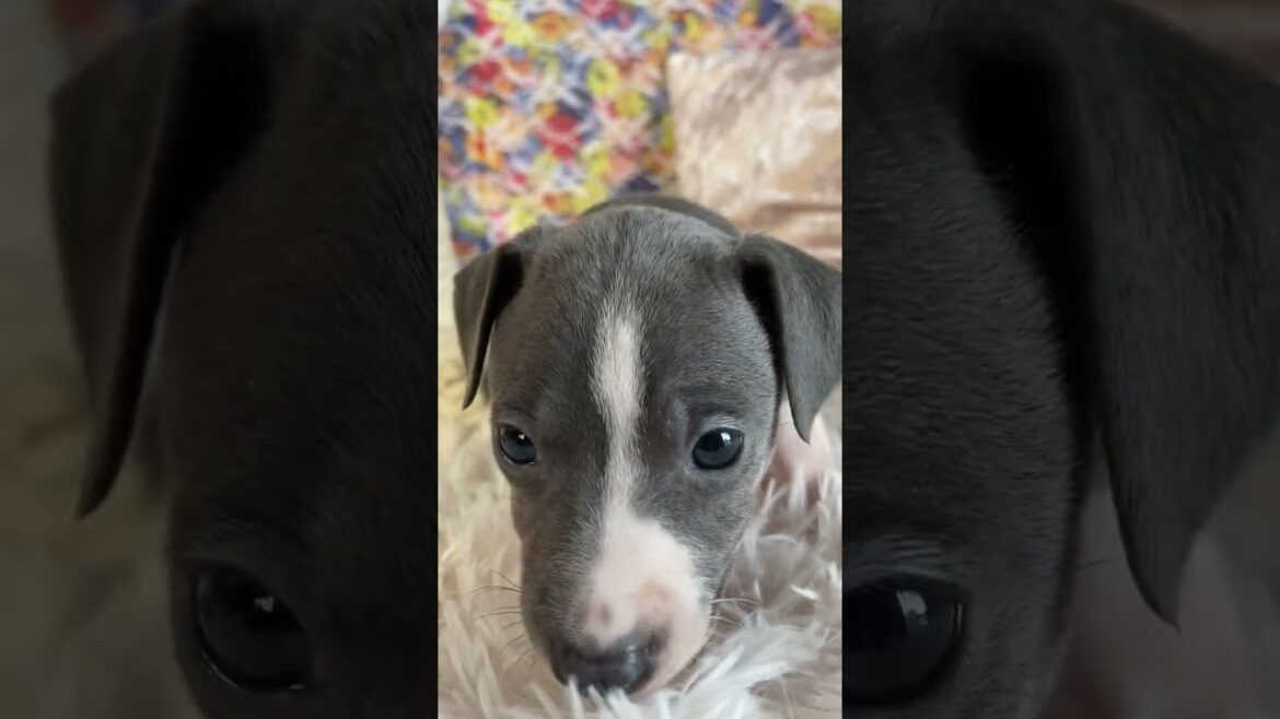 イタリアングレーハウンド キュートな顔立ちです! イタリアングレーハウンド キュートな顔立ちです!