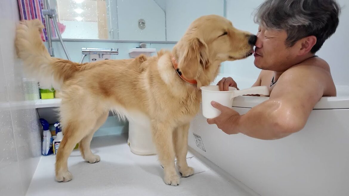 ２０年以上やっても未だに分からない。不思議な現象なんです。【Golden Retriever japan】