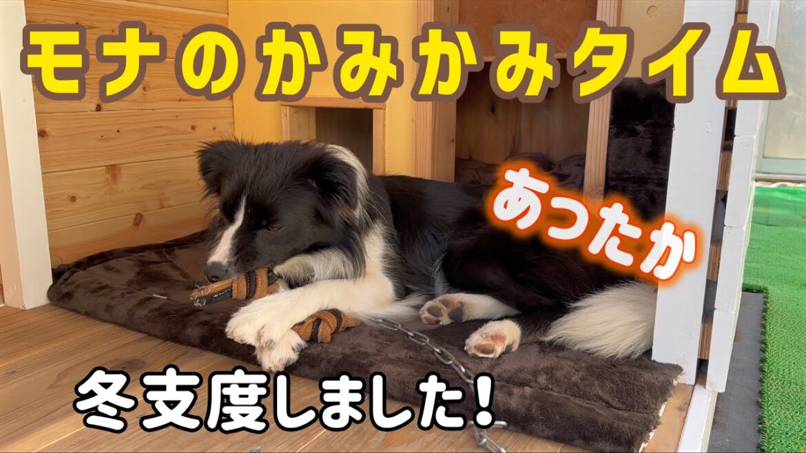 【生後10ヶ月ボーダーコリー】モナのかみかみ動画　モナハウス冬支度しました！