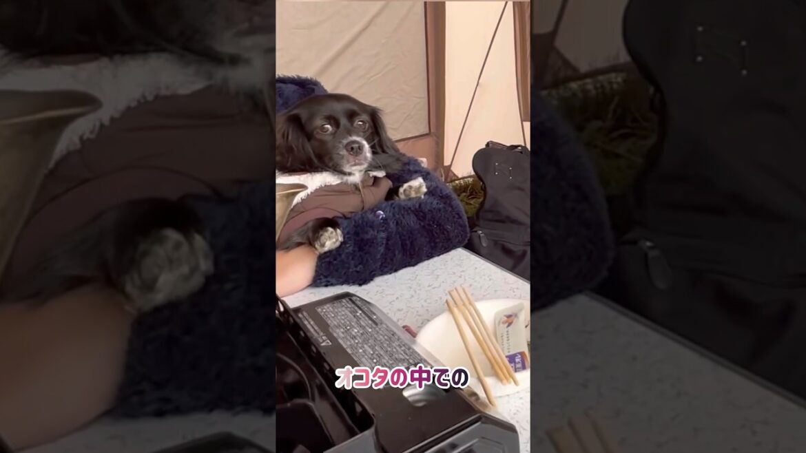 【狆とミニチュアダックスのMIX犬&保護猫】キャンプスタイルを変えた日ハイライト