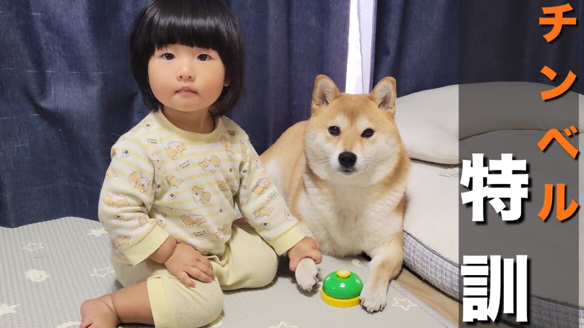 既に「チンベル」をマスターした柴犬に、それでも特訓をさせる1歳児 既に「チンベル」をマスターした柴犬に、それでも特訓をさせる1歳児