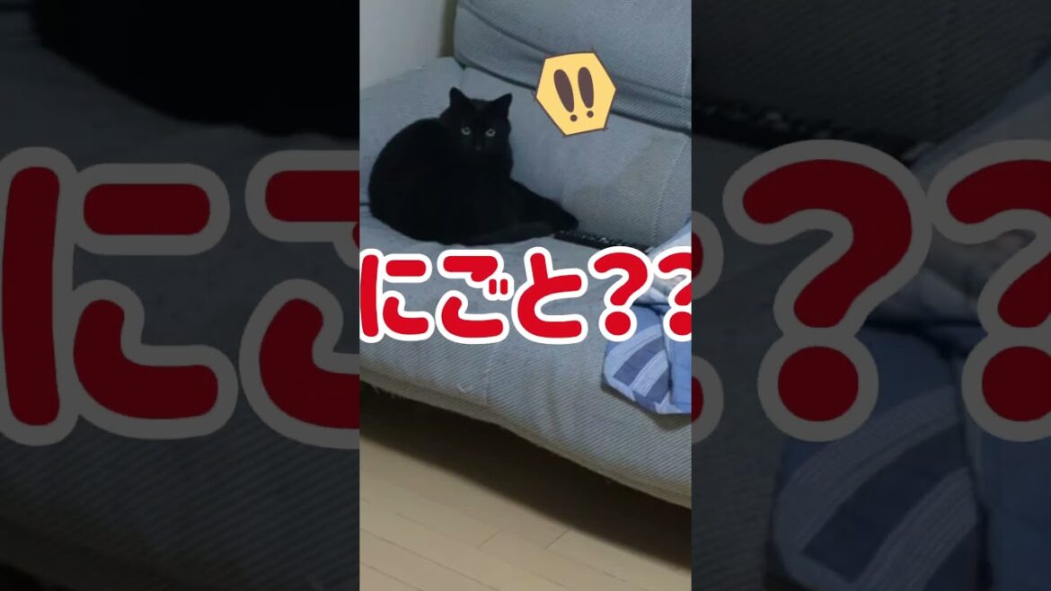 プラスONEのお話⑥【我が家に到着しました】#shorts #ミックス犬#イオンモール土岐 #ちわわ #チワワ #かわいくてごめん #狆#チワ狆