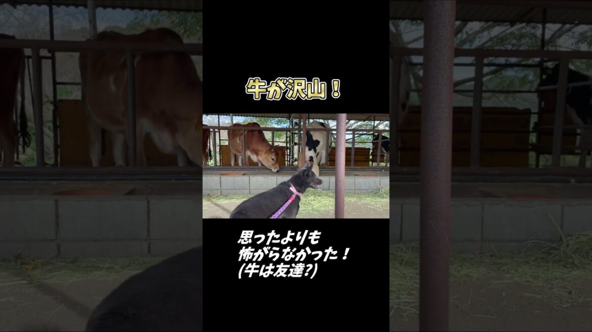 【甲斐犬】沢山の牛を間近で見たら以外にも・・・ 【甲斐犬】沢山の牛を間近で見たら以外にも・・・