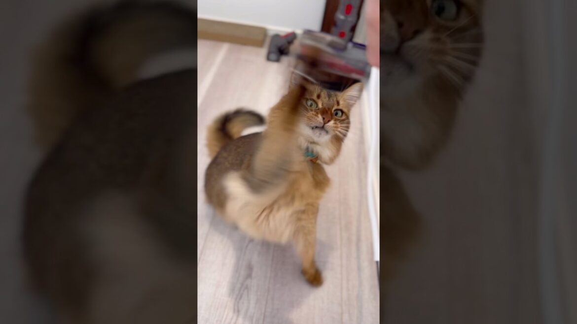 ソマリ猫にふわふわをあげると… #shorts #cat #cute #drama