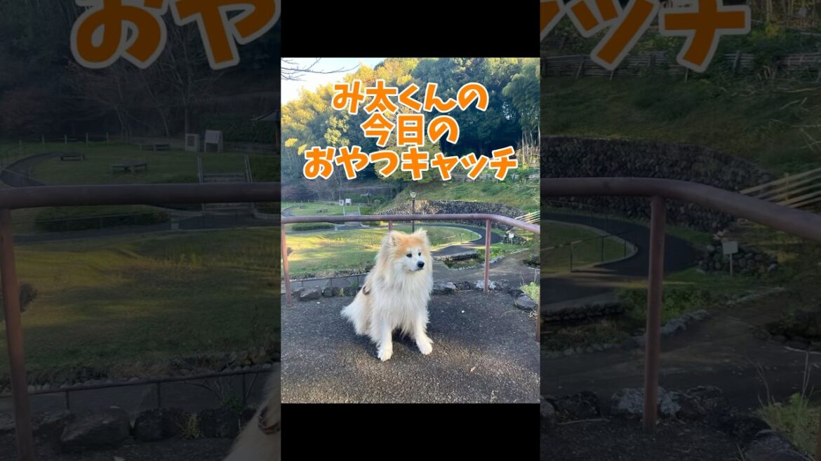 み太くんの今日のおやつキャッチvol.59 #秋田犬 #shorts #もふもふ