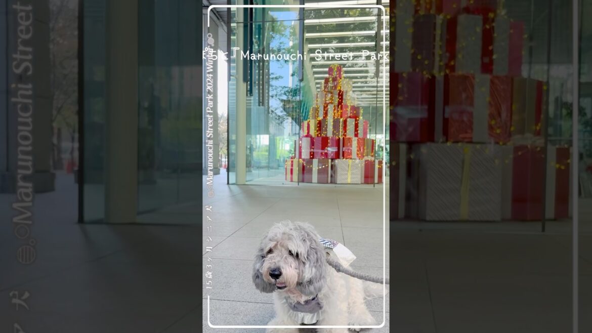 【シニア犬と一足早いクリスマス🎄】15歳3ヶ月愛犬と丸の内street park2024 winter行ってきた🪅