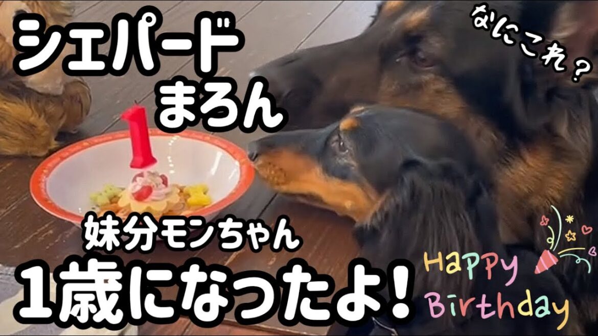 シェパードまろんの妹分ダックスフンドのモンちゃんが1歳になったよ🐶みんなでワチャワチャお祝いしたよ💕【ジャーマンシェパード】