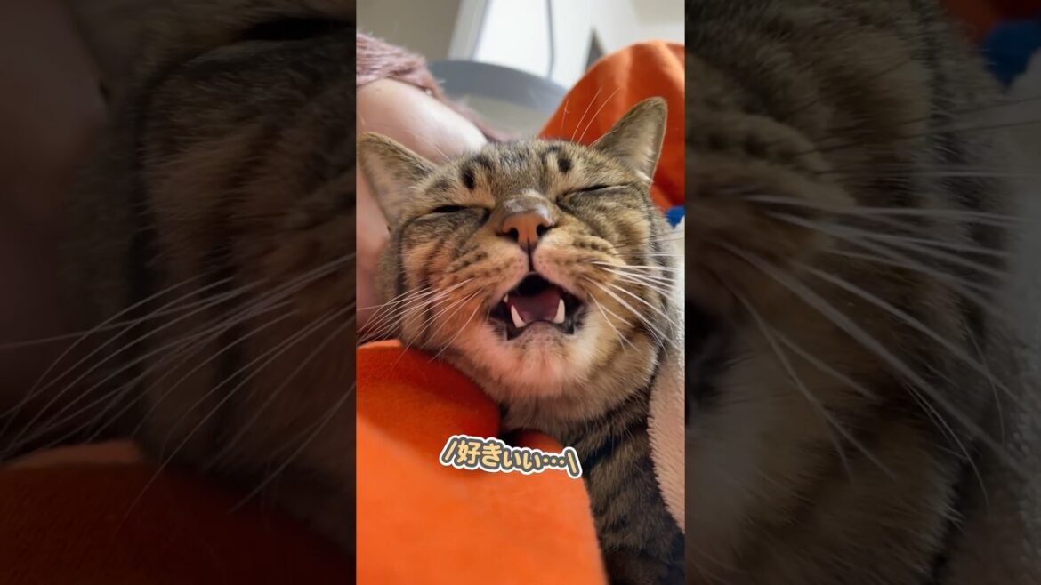 ママの腕の中で、「大好きなのぉ…」と甘える猫 ママの腕の中で、「大好きなのぉ…」と甘える猫