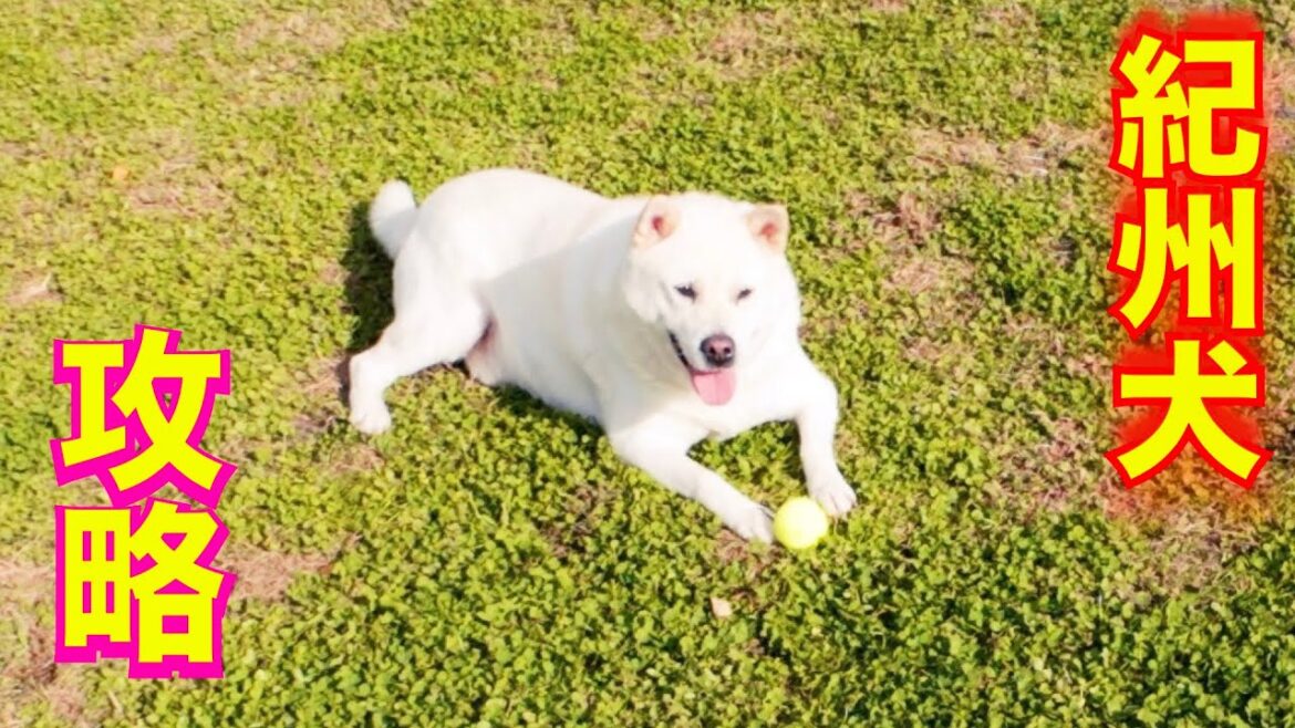 【紀州犬】キッシュのボール返さない持って来ない問題に救世主！