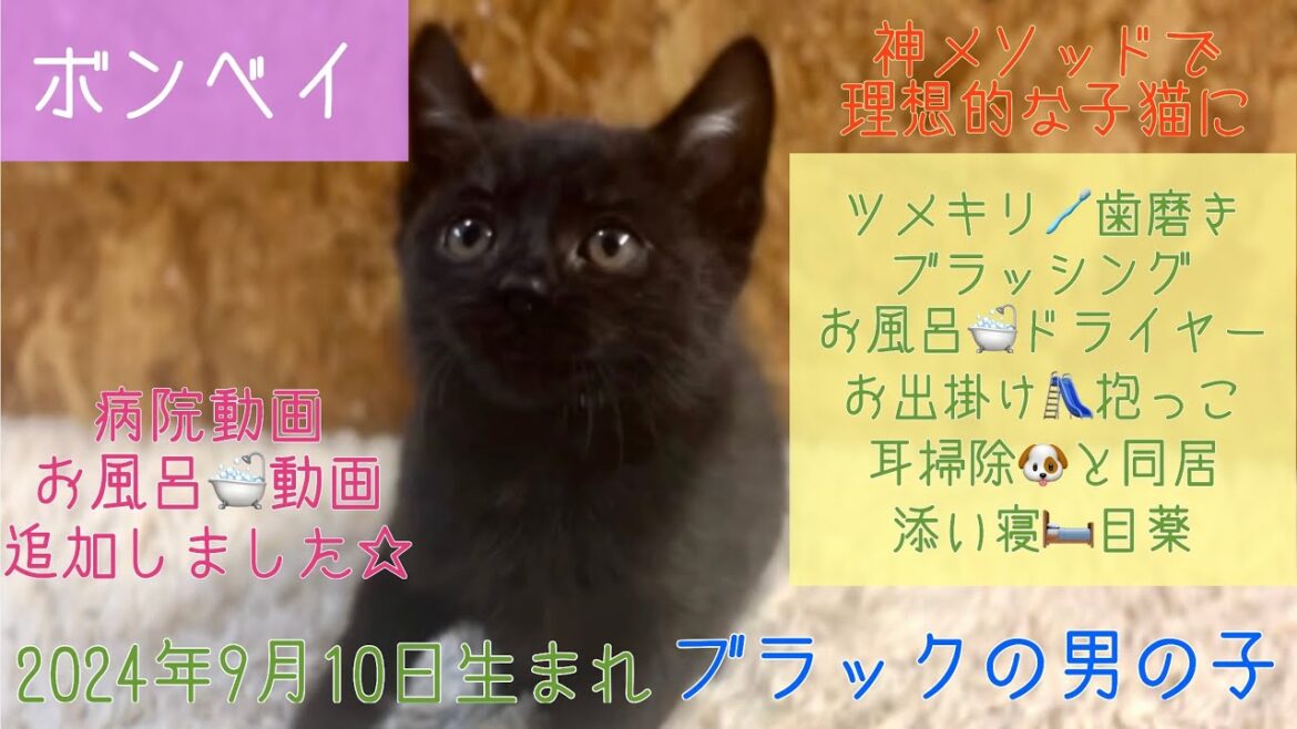 【ナナハチ’s ROOM】病院🏥歯磨き🪥お風呂🛁　ボンベイ☆ブラックの男の子　20241129