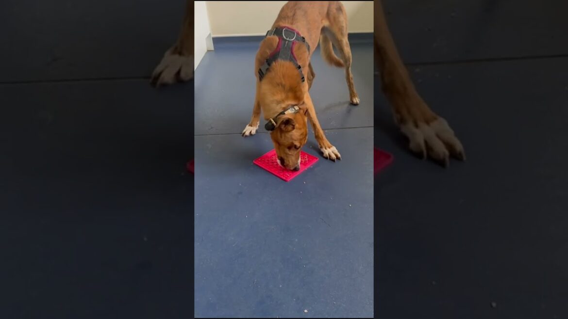 Introducing Tony the Saluki Cross! #adoptme #animalshelter #rescuedog