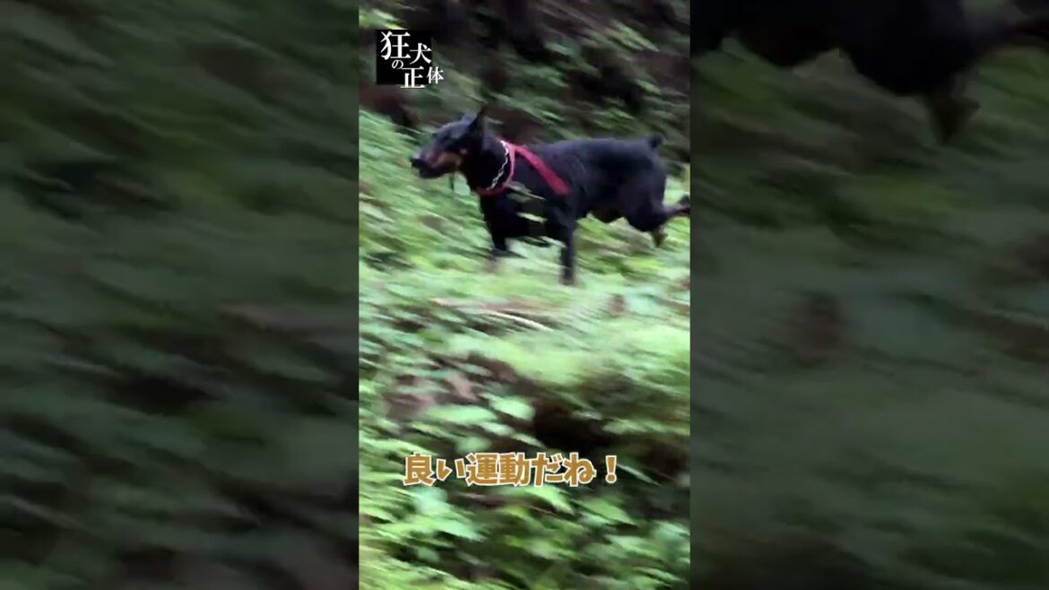 ドーベルマンをノーリードで放し飼い