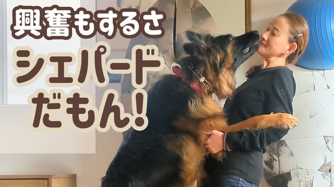 【ジャーマンシェパード】興奮してなんぼです！興奮度の高さや賢さを思う存分楽しんでます😊