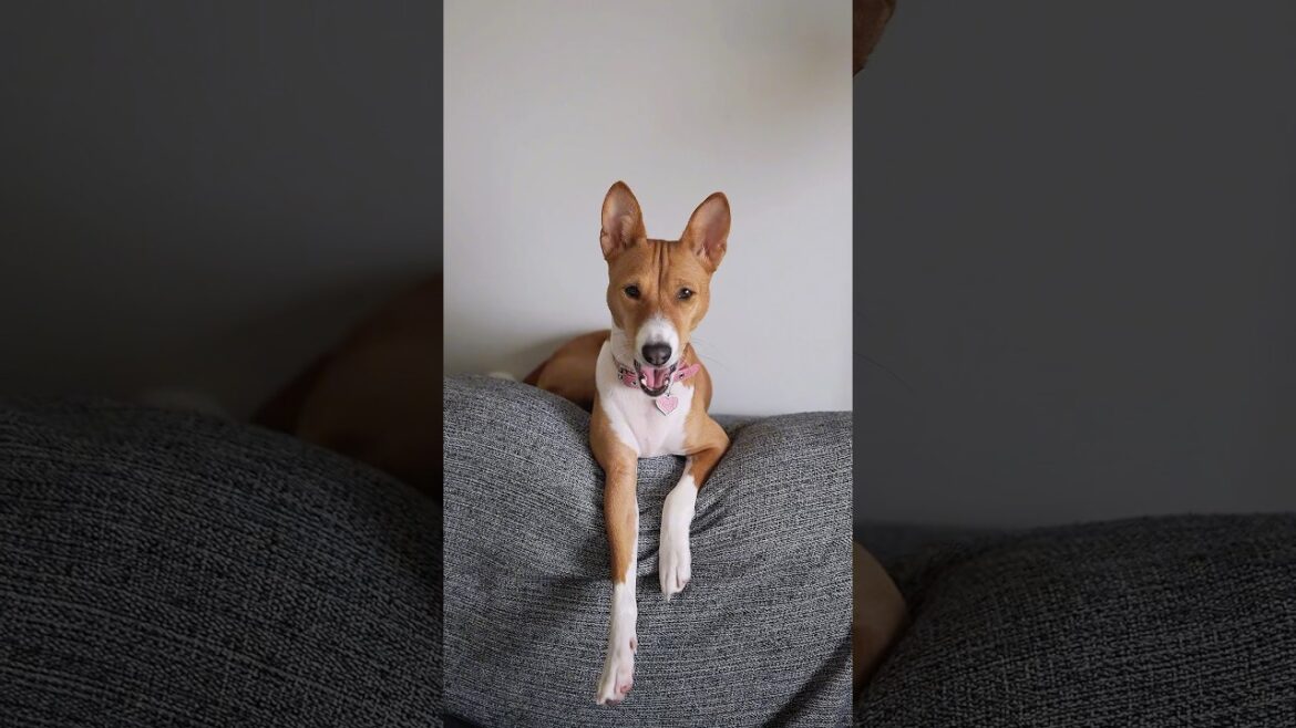 Basenji Style #basenji #basenjidog
